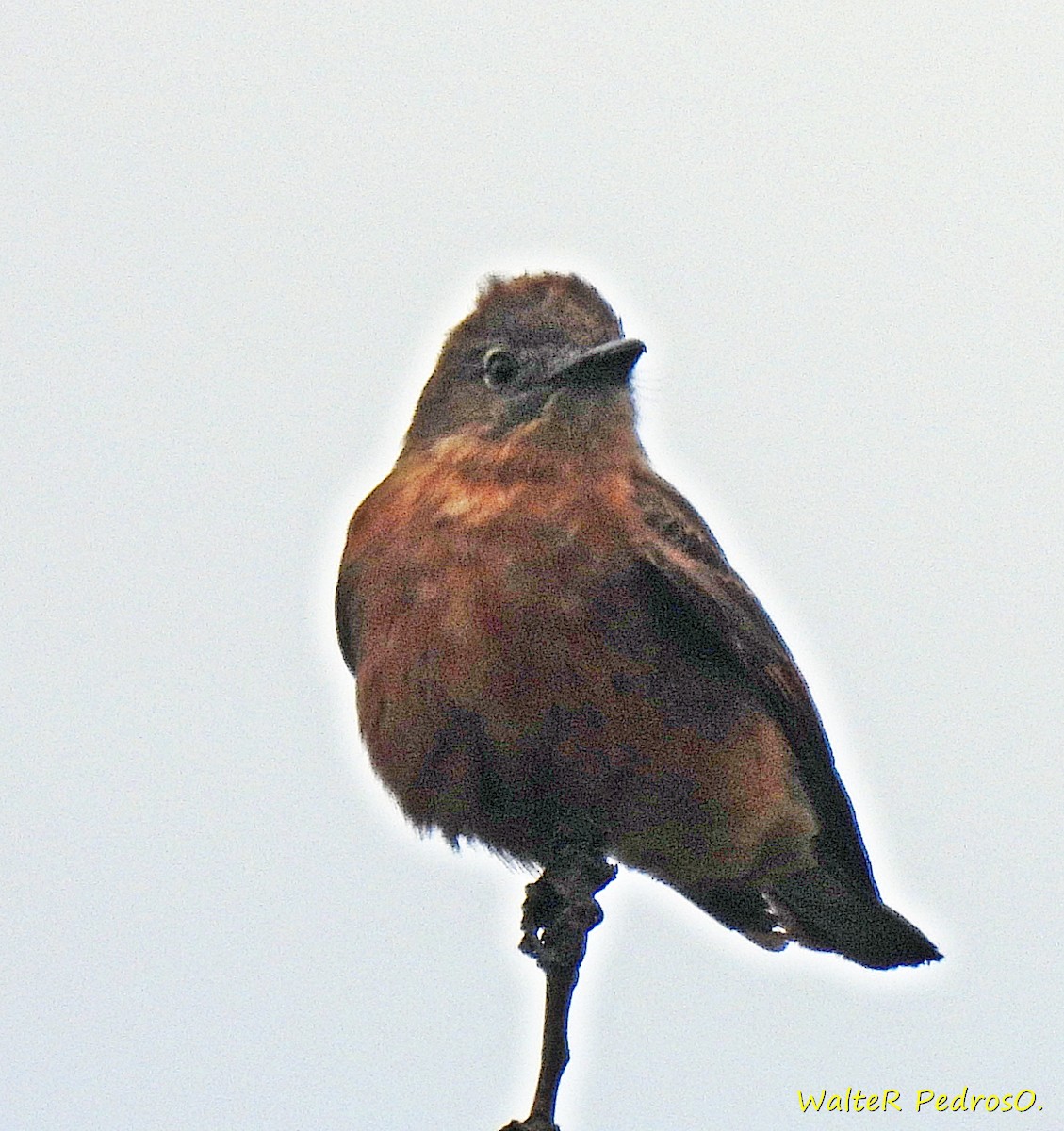 Cliff Flycatcher - ML644317706