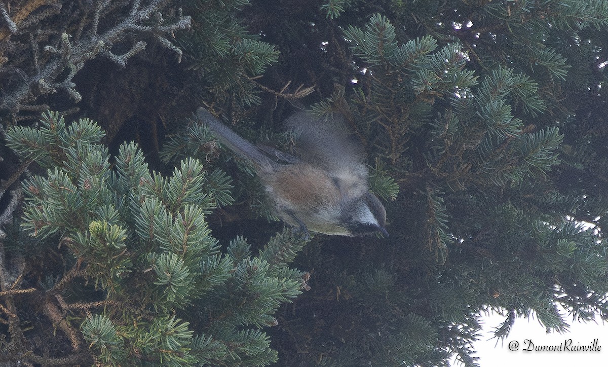 Mésange à tête brune - ML644317749