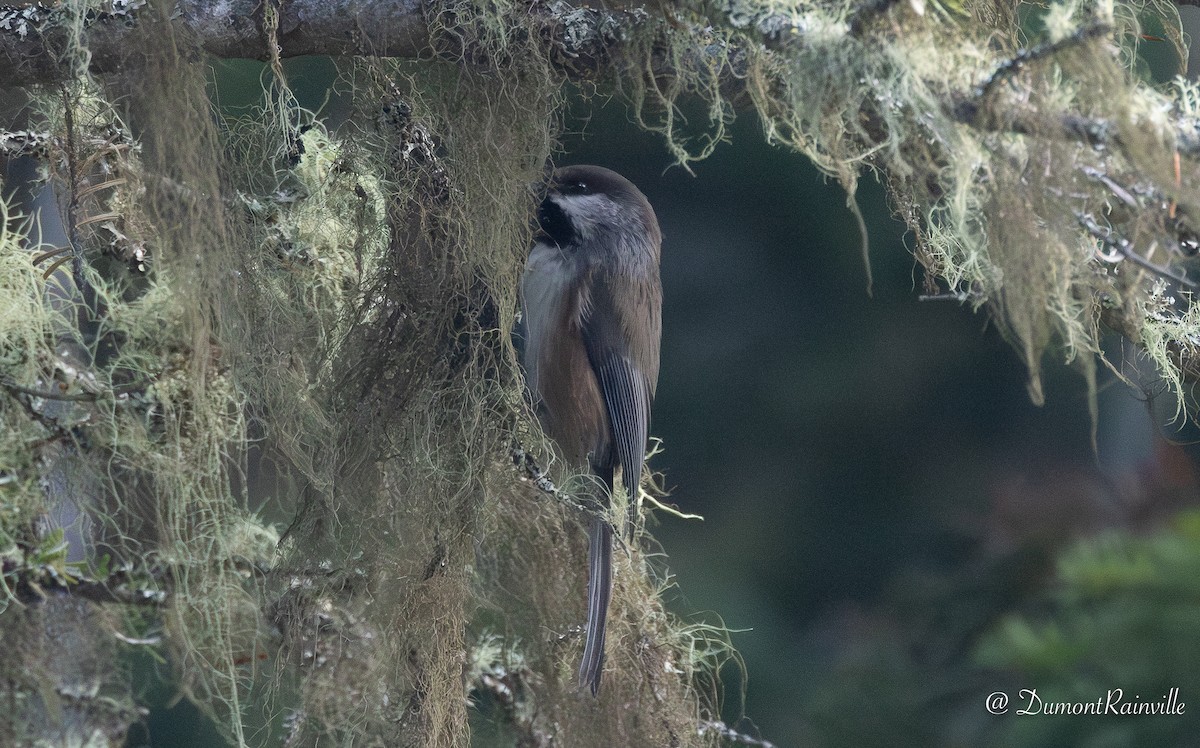 Mésange à tête brune - ML644317750