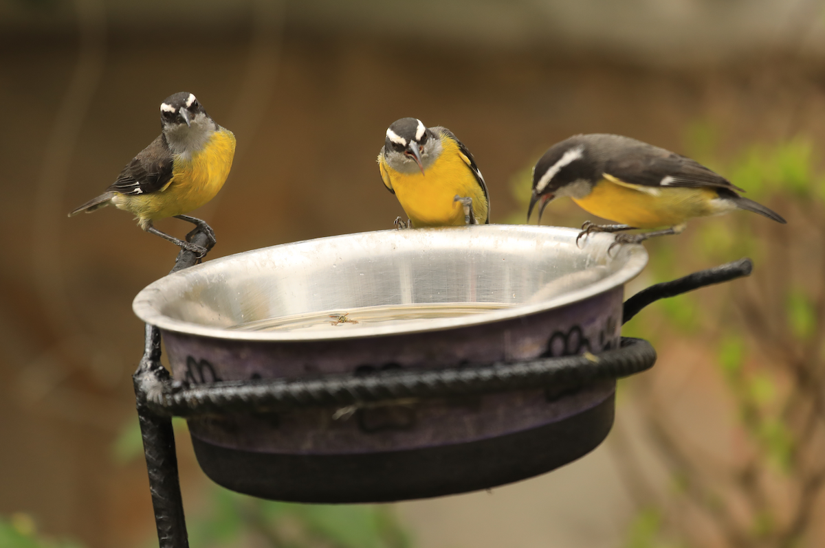 Bananaquit - ML644317797