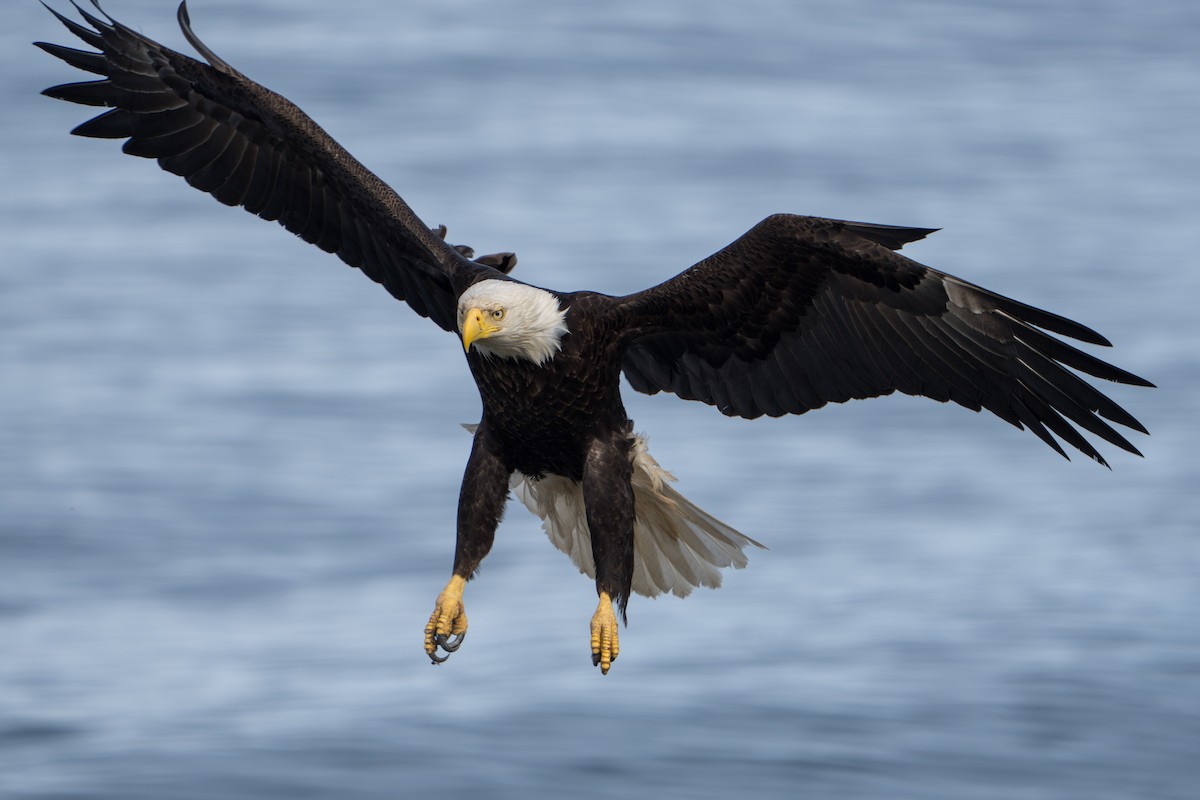 Bald Eagle - ML644317799