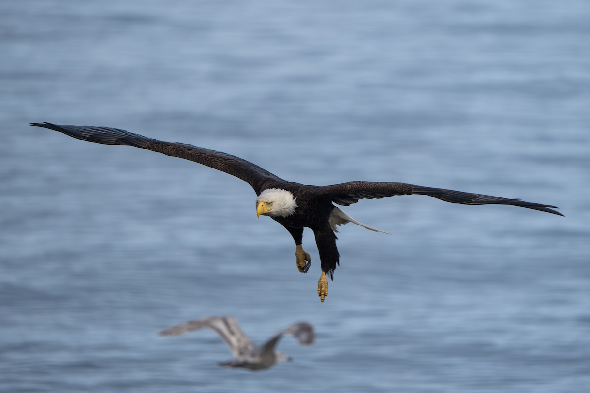 Bald Eagle - ML644317800