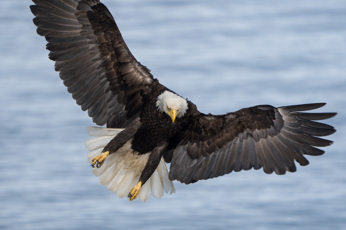 Bald Eagle - ML644317801