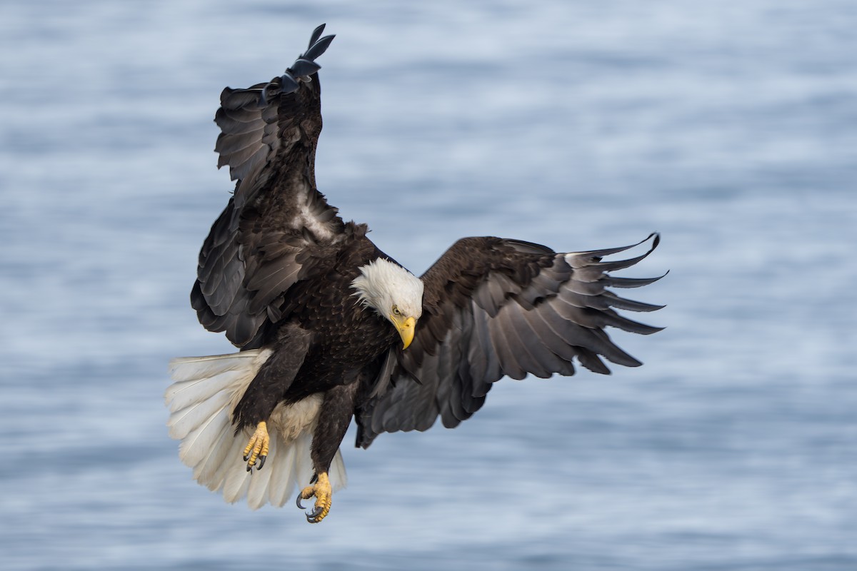 Bald Eagle - ML644317802