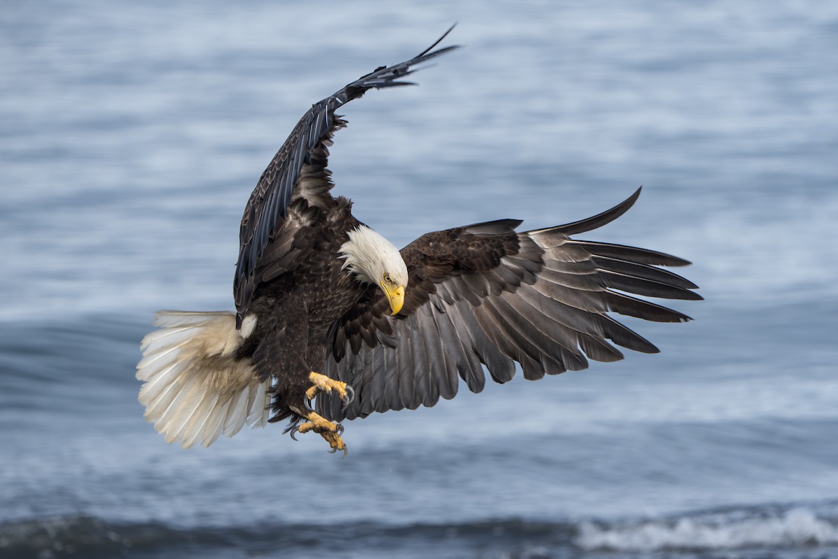 Bald Eagle - ML644317803