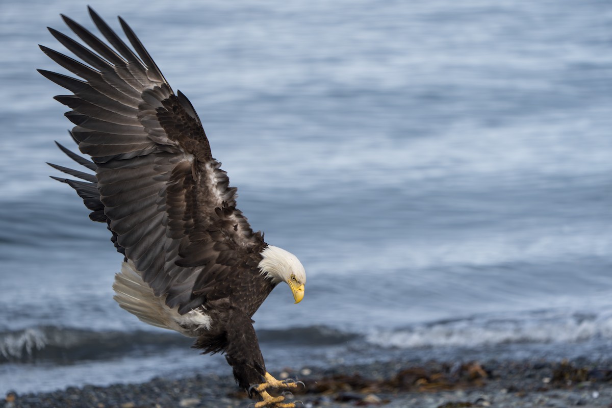 Bald Eagle - ML644317804