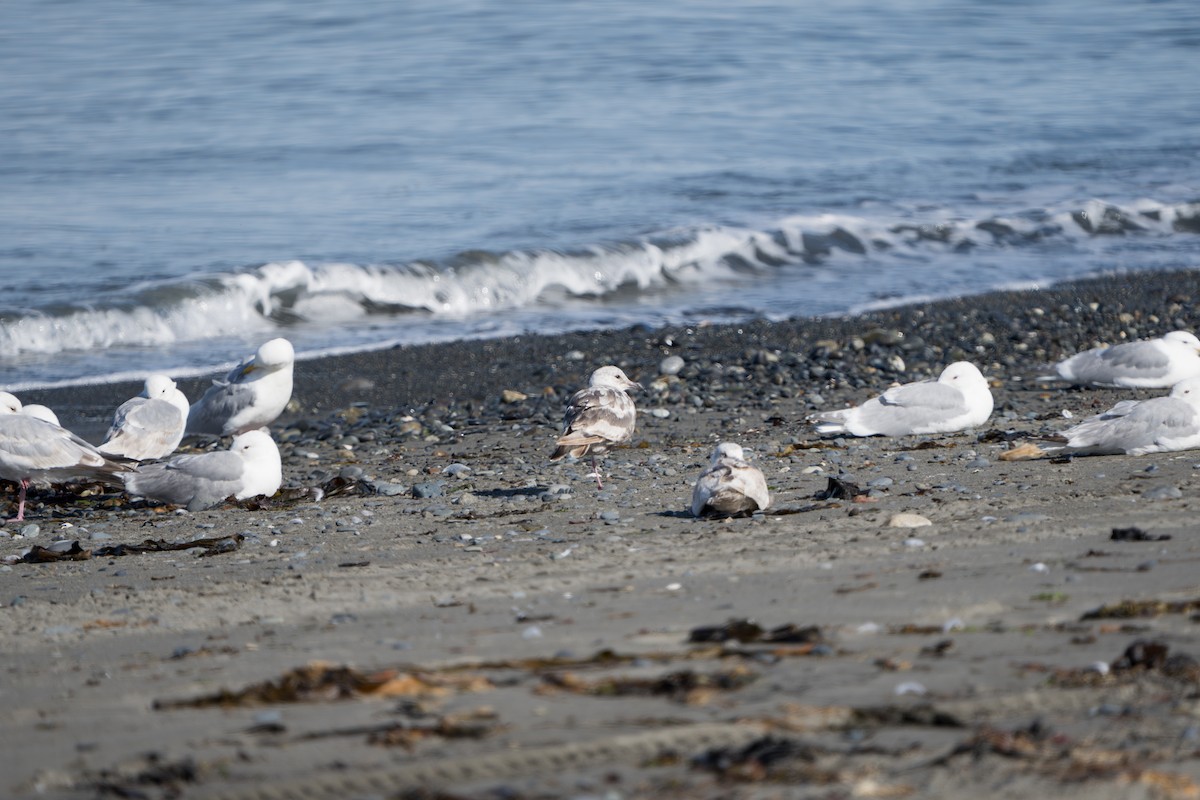 Glaucous-winged Gull - ML644317807