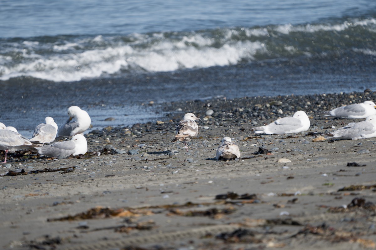 Glaucous-winged Gull - ML644317808