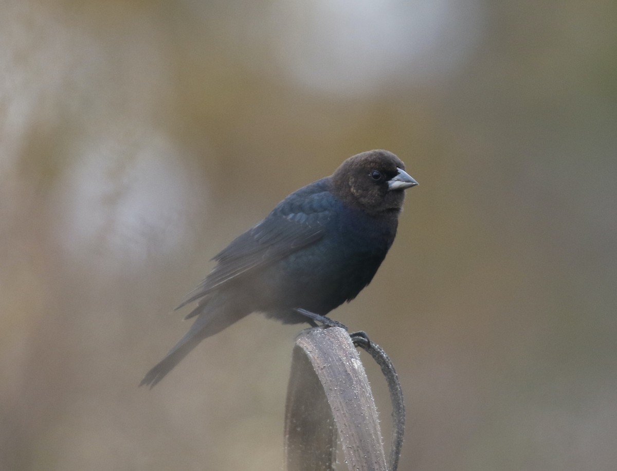 Brown-headed Cowbird - ML644317817