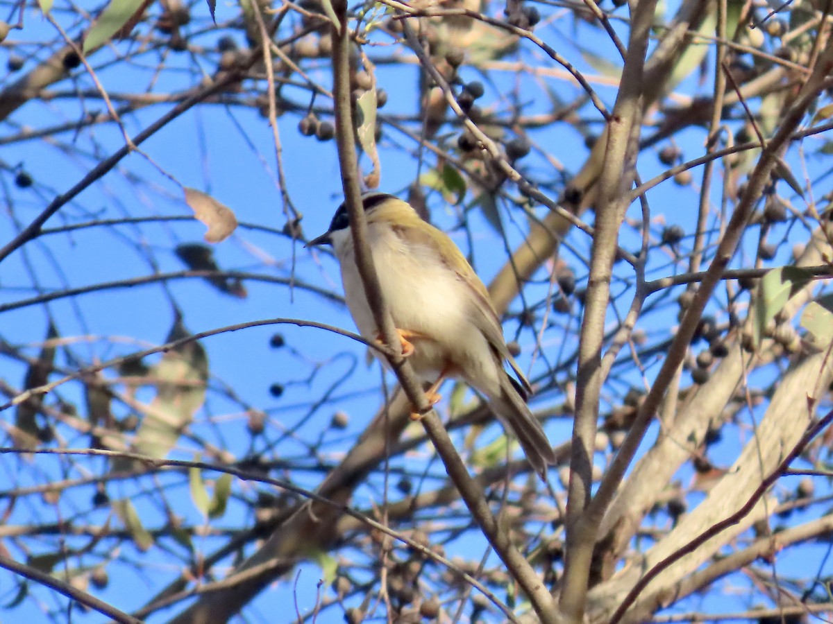 ノドグロハチマキミツスイ - ML644317820