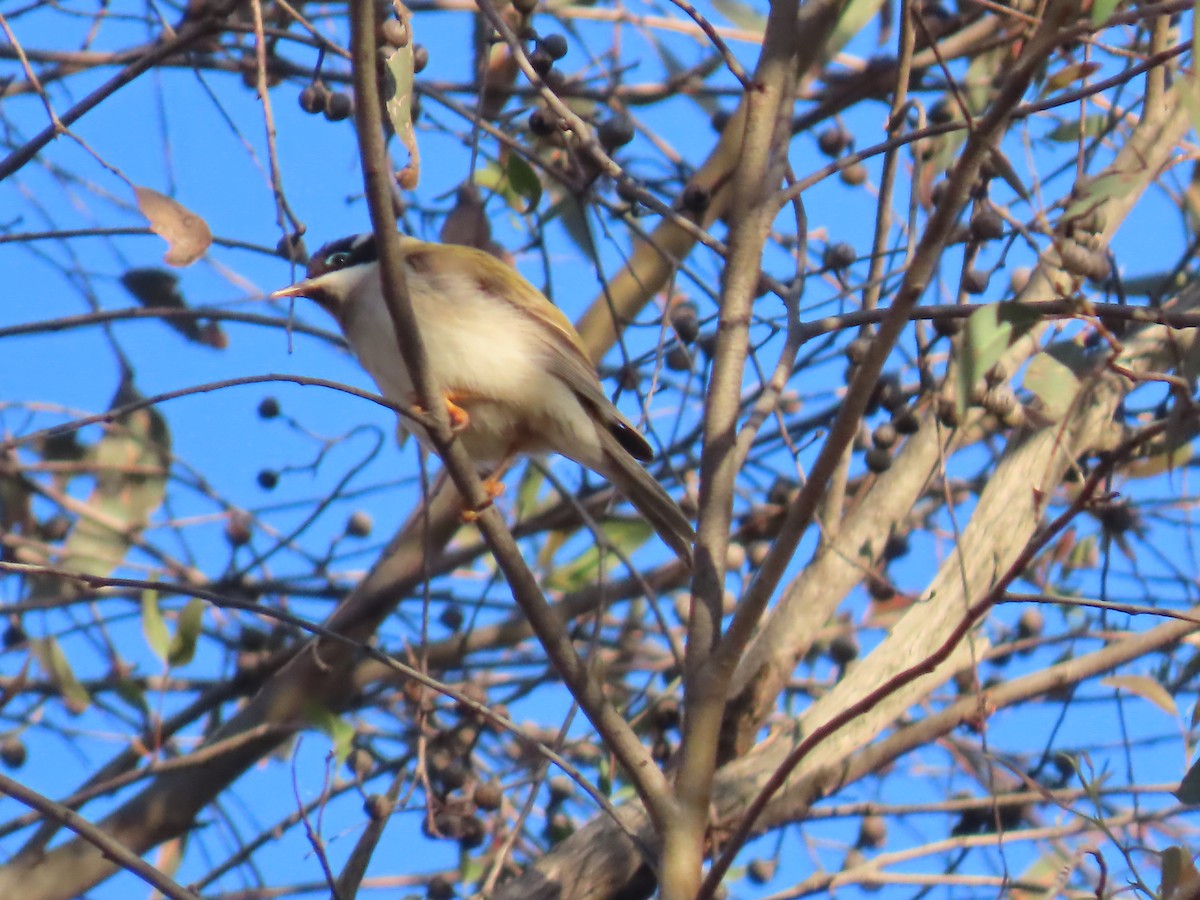 ノドグロハチマキミツスイ - ML644317821