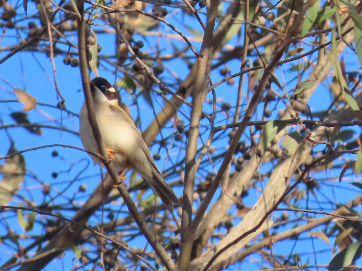 ノドグロハチマキミツスイ - ML644317822