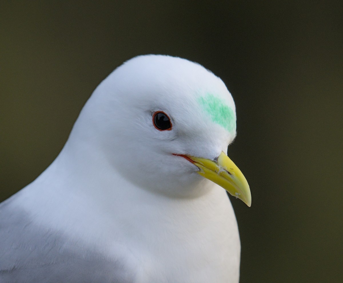 Black-legged Kittiwake - ML644317823