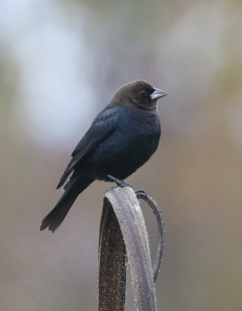 Brown-headed Cowbird - ML644317831