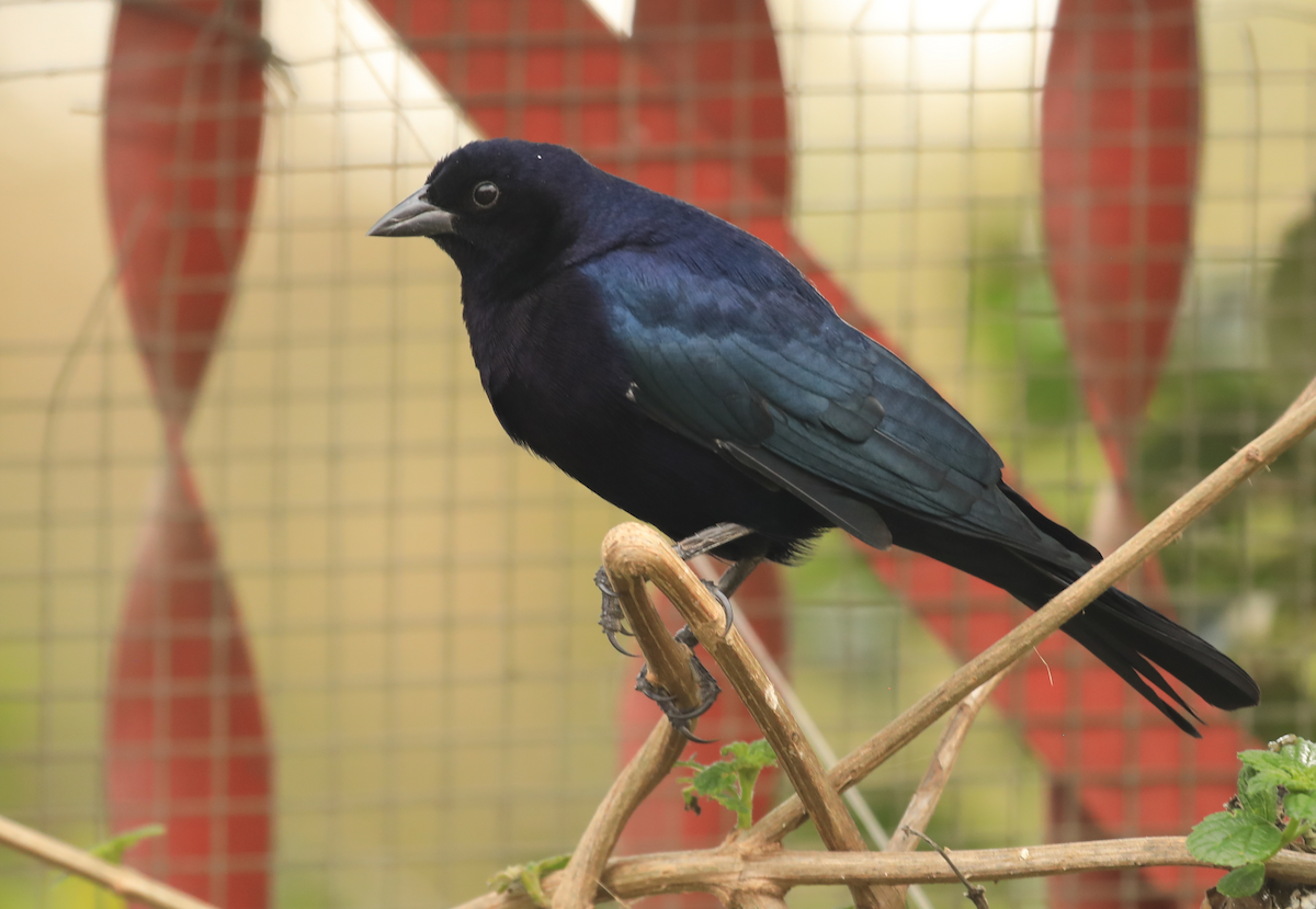 Shiny Cowbird - ML644317832