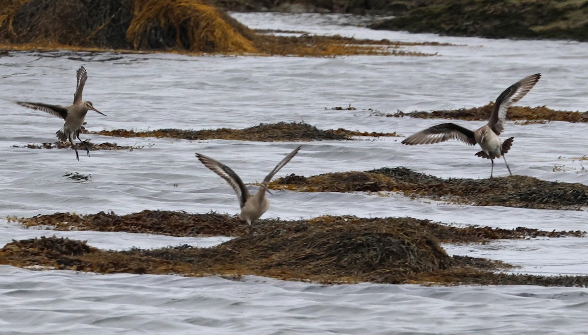 Hudsonian Godwit - ML644317838