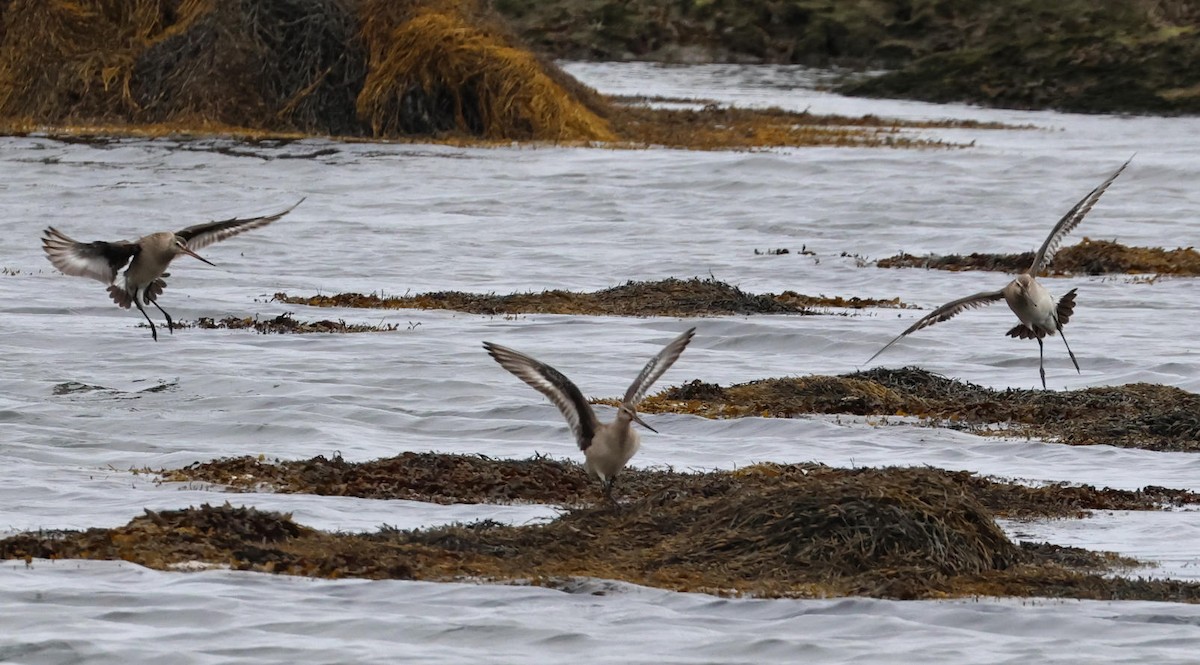 Hudsonian Godwit - ML644317839