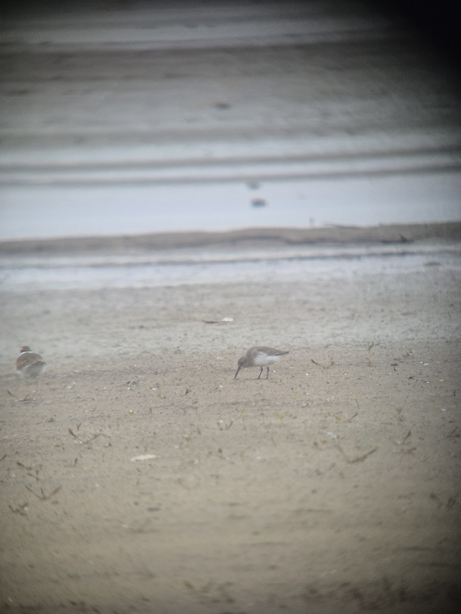 Piovanello pancianera - ML644317846