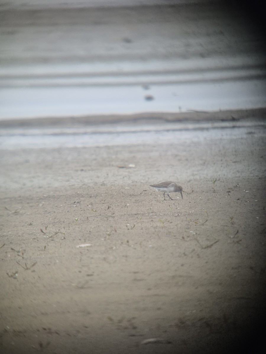 Piovanello pancianera - ML644317847