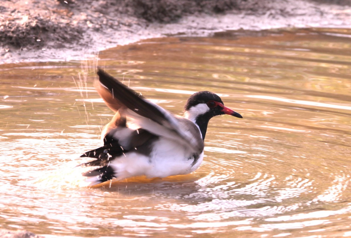 čejka černoprsá - ML644317851