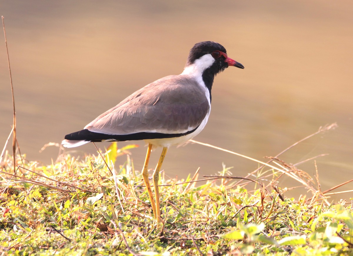 čejka černoprsá - ML644317852