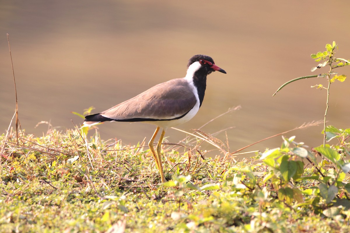 čejka černoprsá - ML644317853