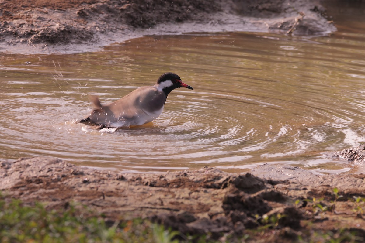 čejka černoprsá - ML644317854