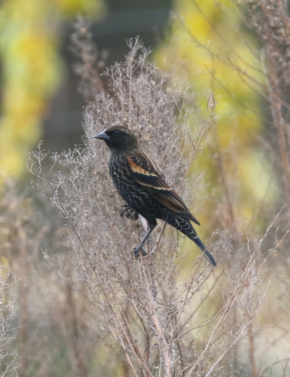 Red-winged Blackbird - ML644317855