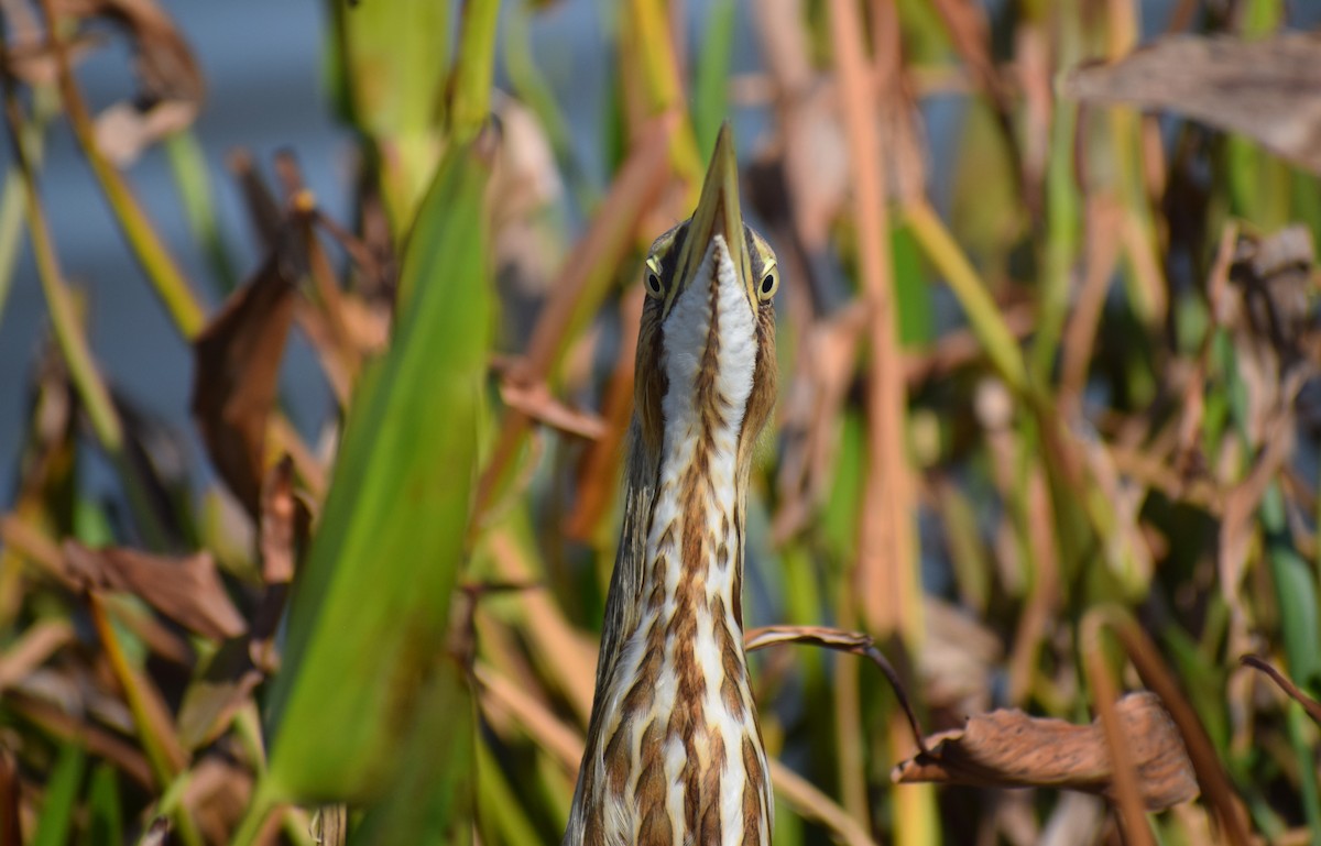 American Bittern - ML644317863