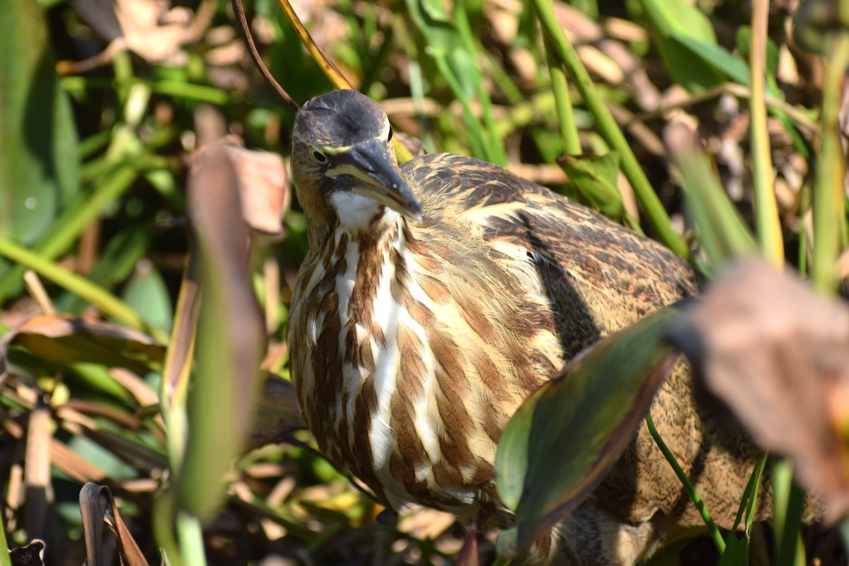 American Bittern - ML644317864