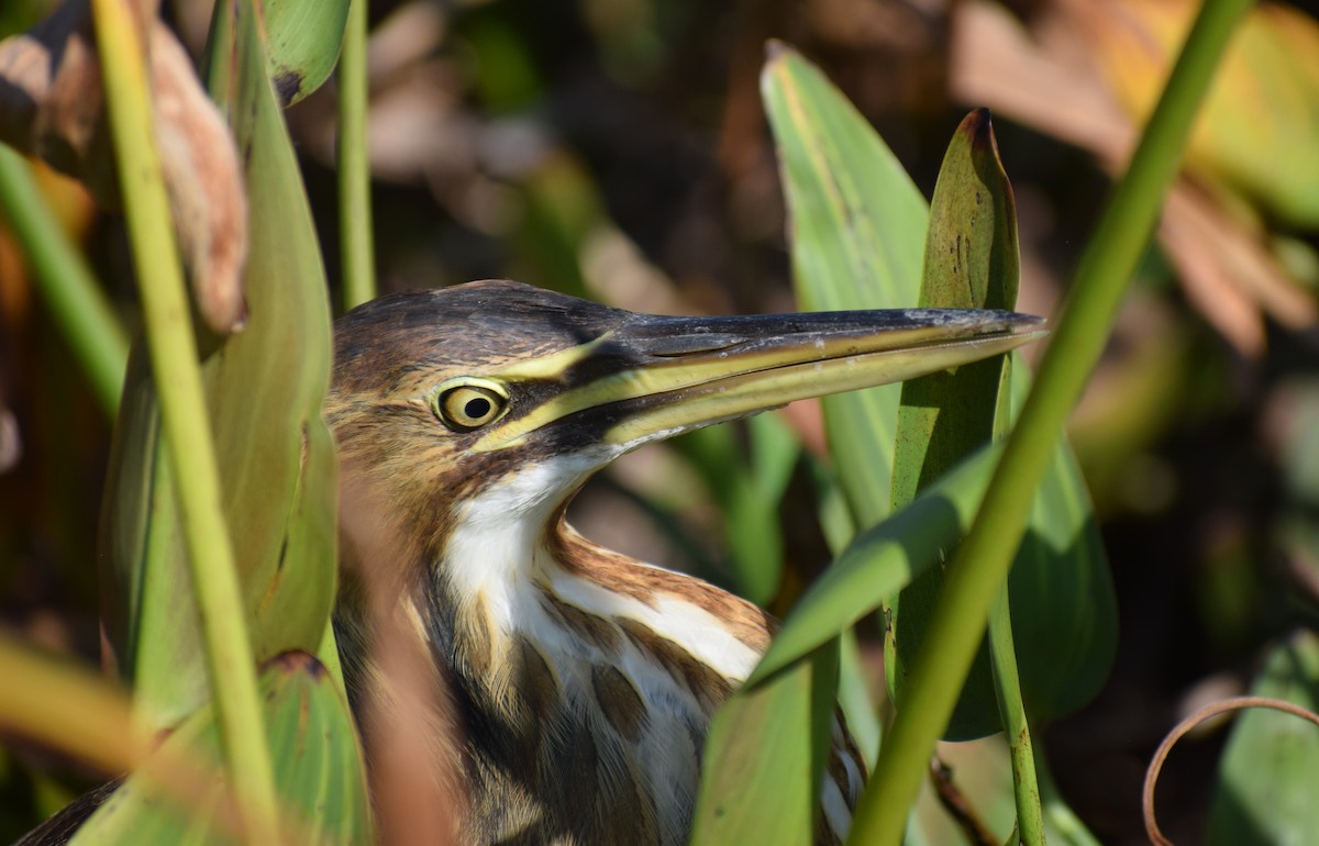 American Bittern - ML644317867