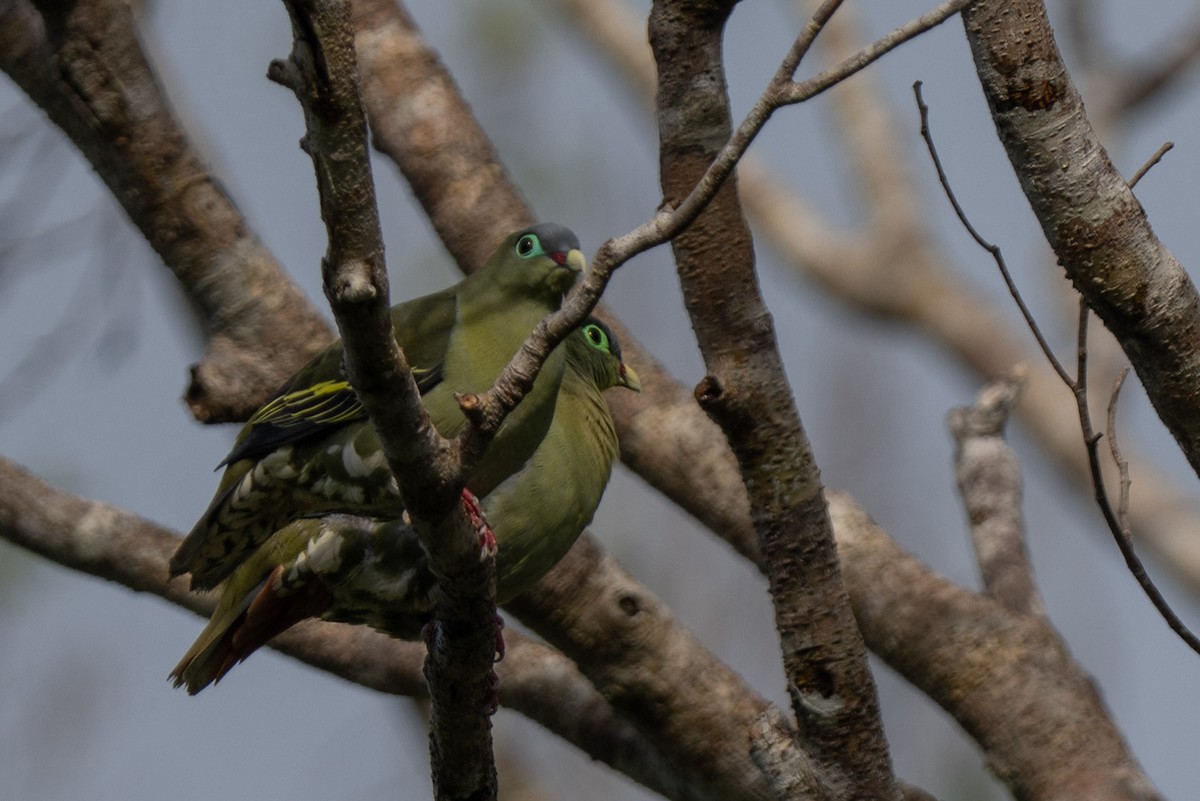 Thick-billed Green-Pigeon - ML644317870