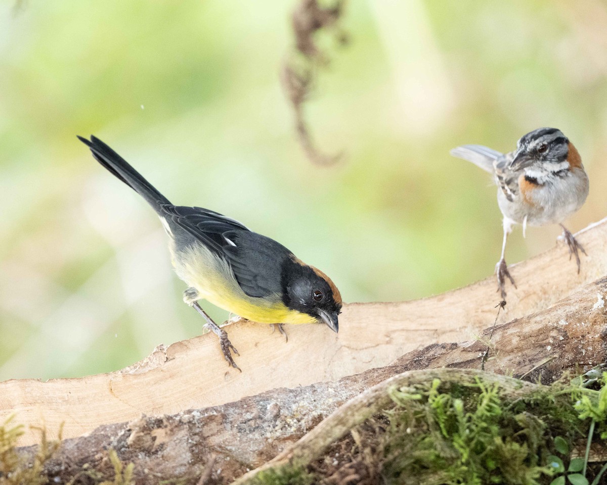 svartpannekjerrspurv - ML644317873