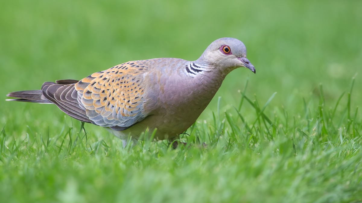 European Turtle-Dove - ML644317881