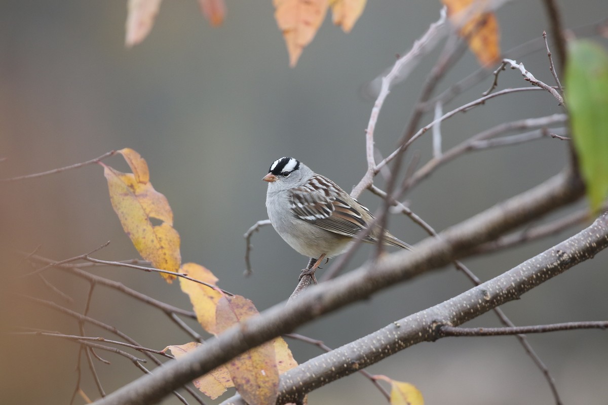 White-crowned Sparrow - ML644317901