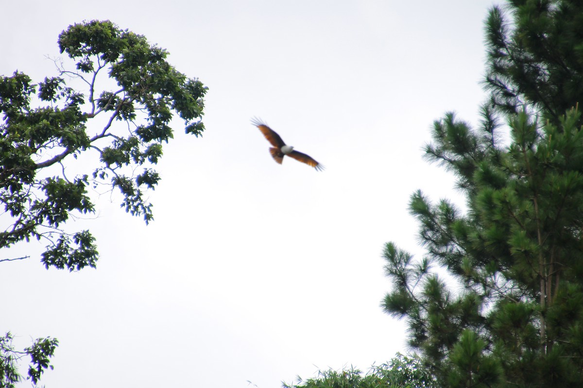 Brahminy Kite - ML644317903