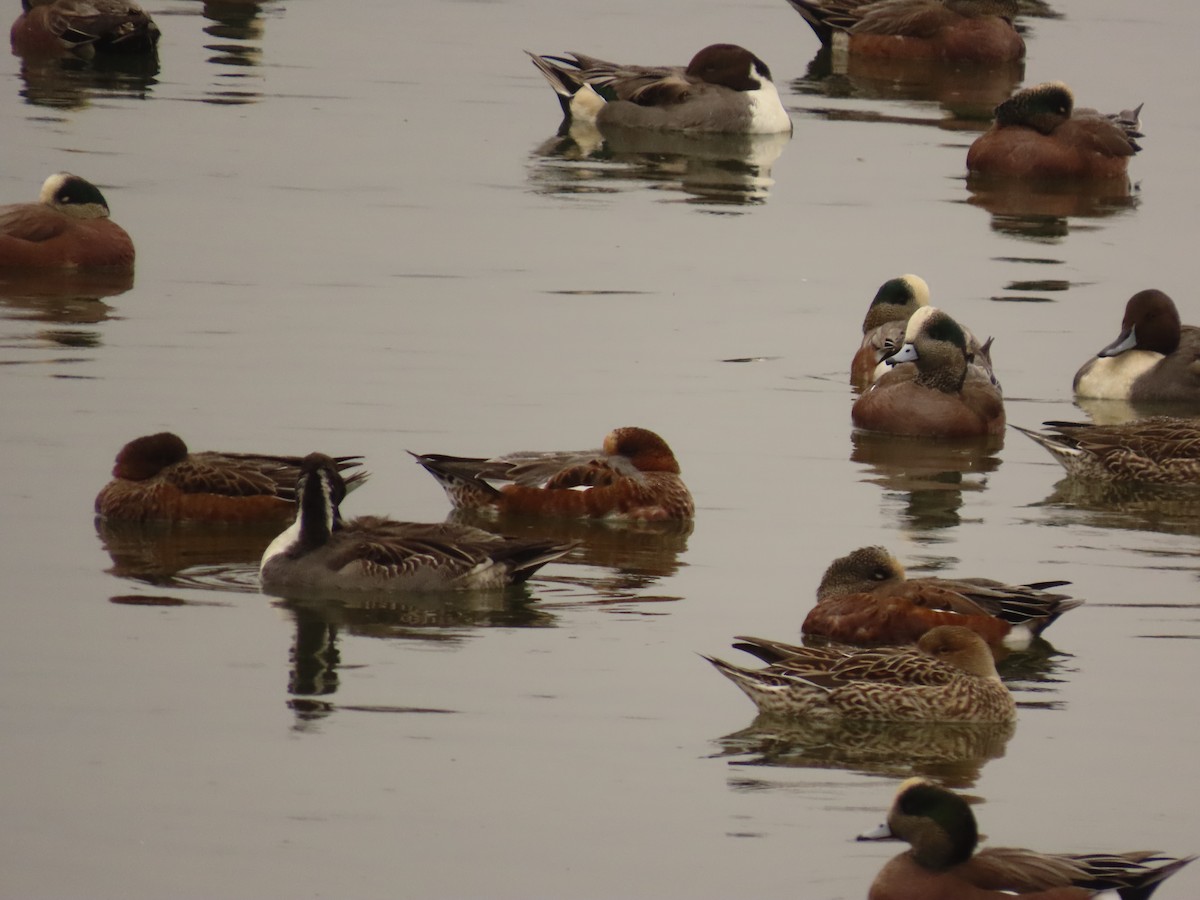 Eurasian x American Wigeon (hybrid) - ML644317917
