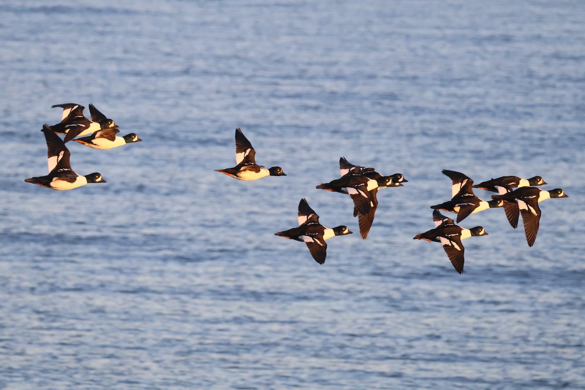 キタホオジロガモ - ML644317921