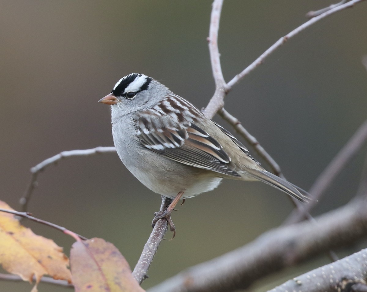 White-crowned Sparrow - ML644317925