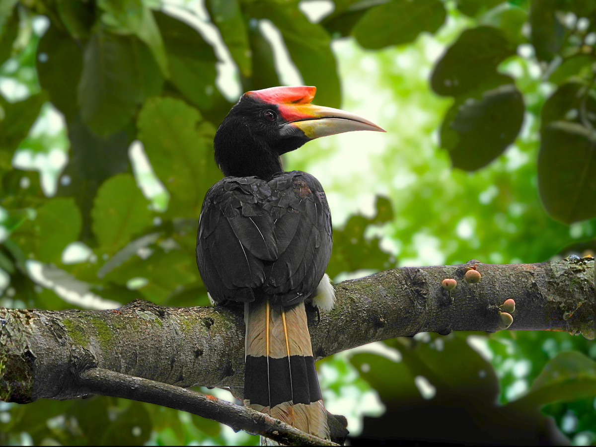 Rhinoceros Hornbill - ML644317932