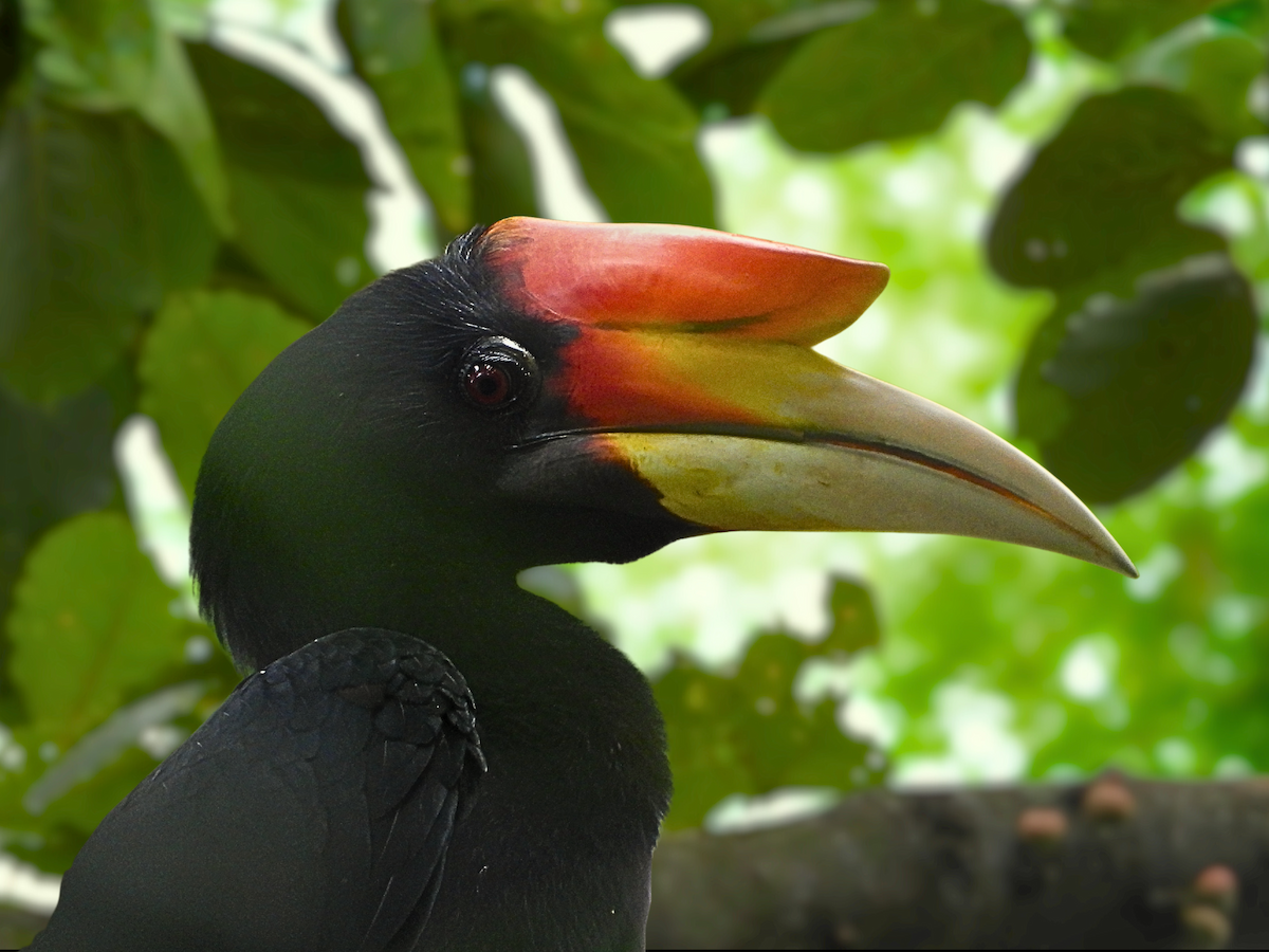 Rhinoceros Hornbill - ML644317933