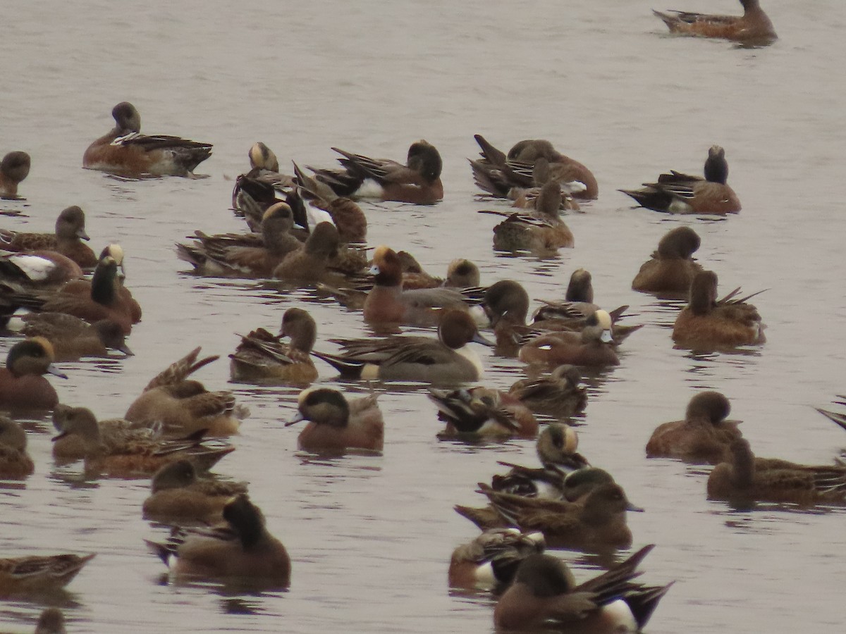 Eurasian x American Wigeon (hybrid) - ML644317936