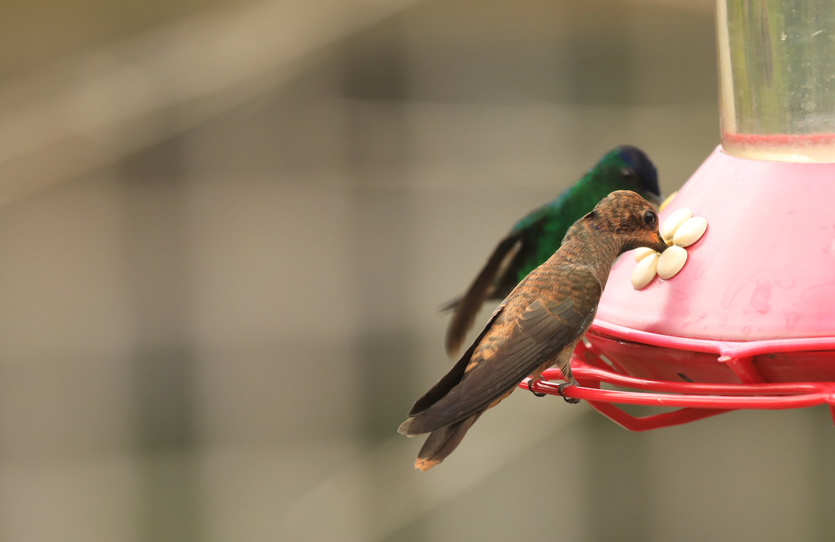 Бурый фиалкоух - ML644317970