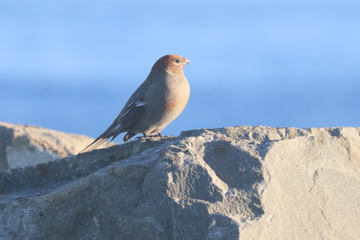 ギンザンマシコ - ML644317971