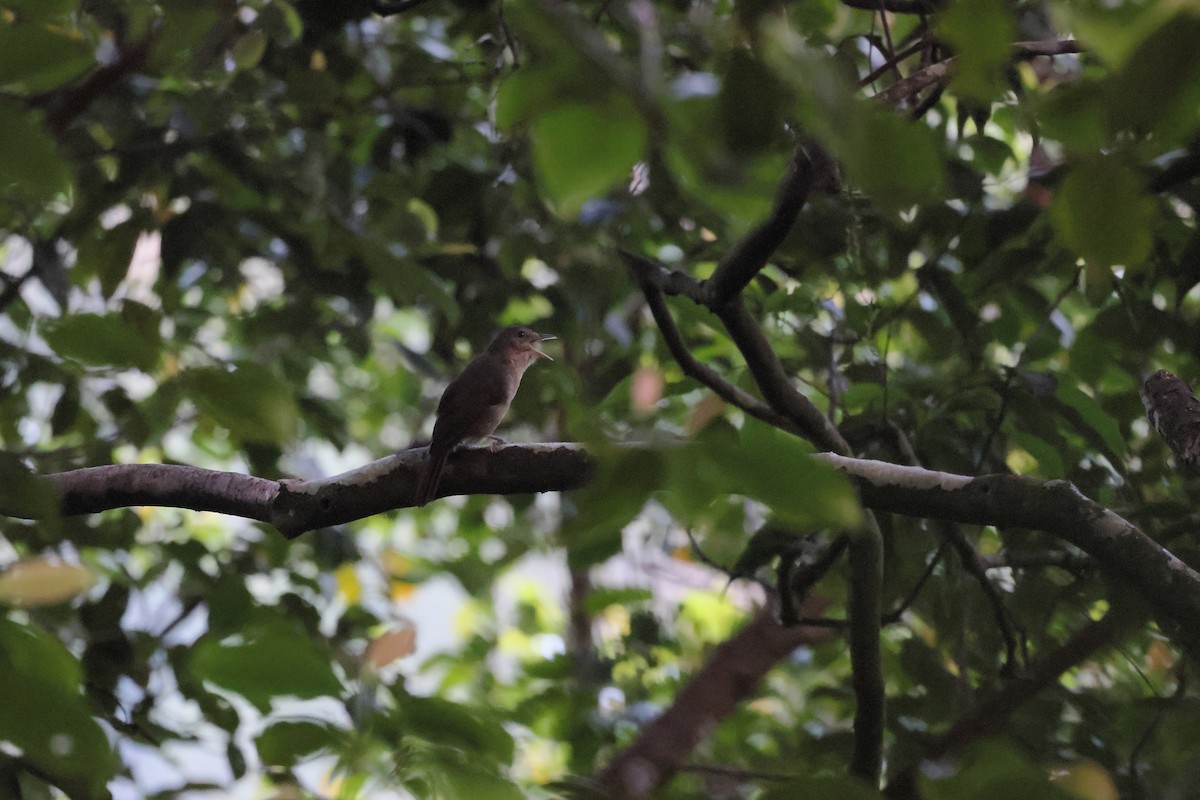 Sangihe Whistler - ML644317973