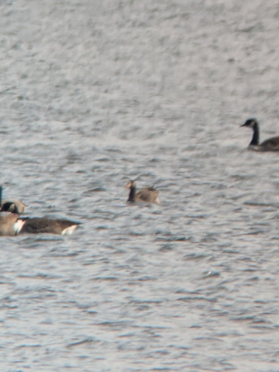 Greater White-fronted Goose - ML644317975