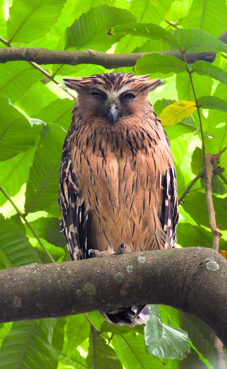 Buffy Fish-Owl - ML644317991