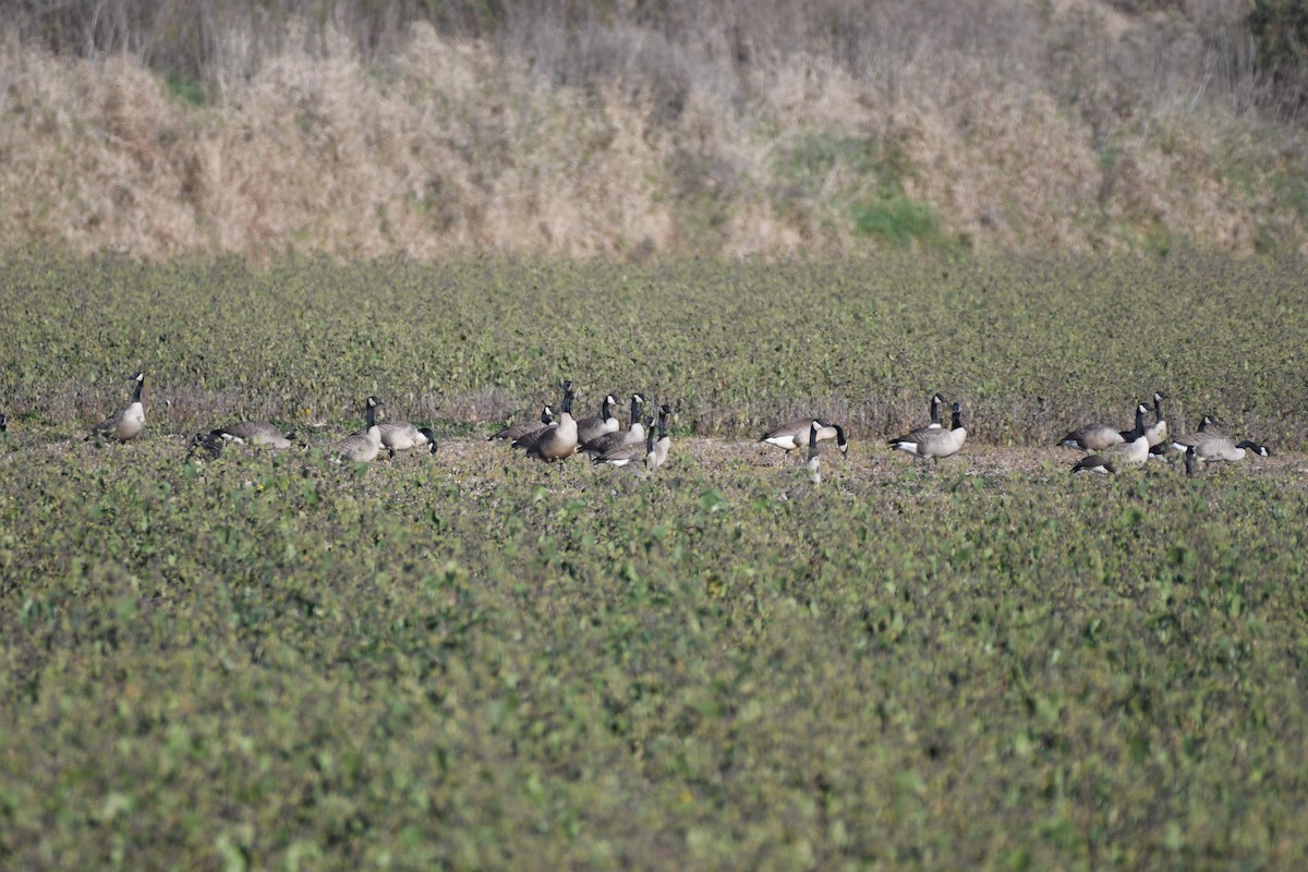 Канад галуу - ML644317995