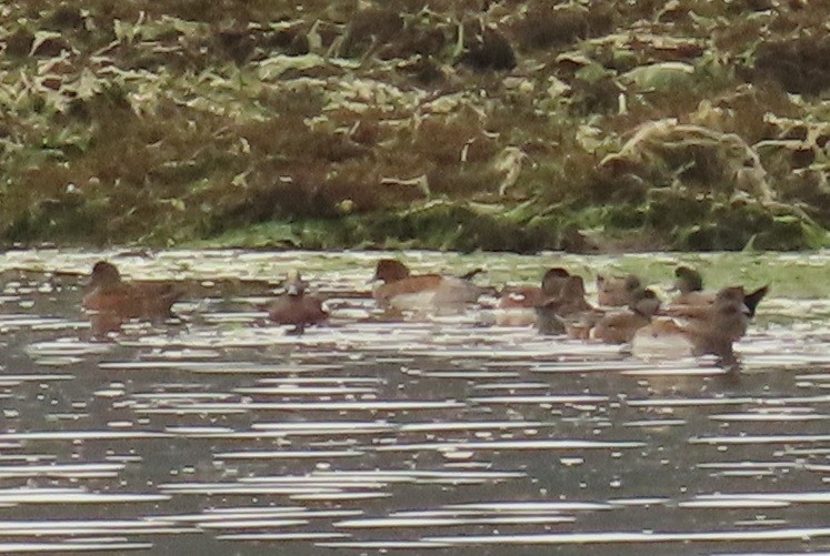 Eurasian Wigeon - ML644317998