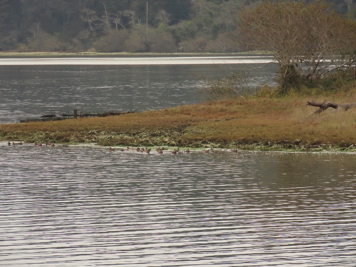 Eurasian Wigeon - ML644317999